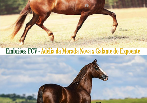 EMBRIOES-FCV-ADELIA-DA-MORADA-NOVA-X-GALANTE-DO-EXPOENTE