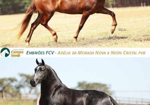 EMBRIOES-FCV-Adélia-da-Morada-Nova-x-Neon-Cristal-PVB