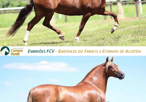 EMBRIOES-FCV-Barone-do-Faraco-x-Estanho-de-Alcatéia