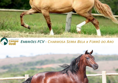 EMBRIOES-FCV-CHARMOSA-SERRA-BELA-x-FORRÓ-DO-ARO