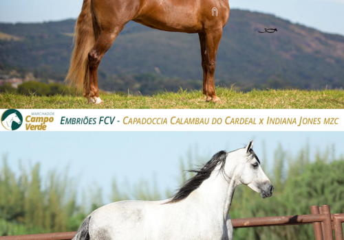EMBRIOES-FCV-Capadoccia-Calambau-do-Cardeal-x-Indiana-Jones-Mzc