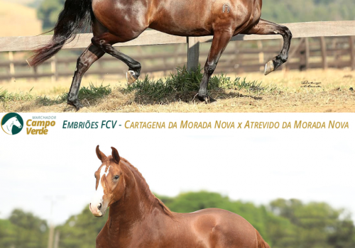 EMBRIOES-FCV-Cartagena-da-Morada-Nova-x-Atrevido-da-Morada-Nova