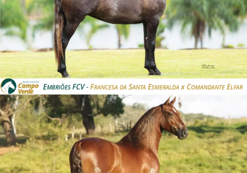 EMBRIOES-FCV-FRANCESA-DA-SANTA-ESMERALDA-X-COMANDANTE-ELFAR