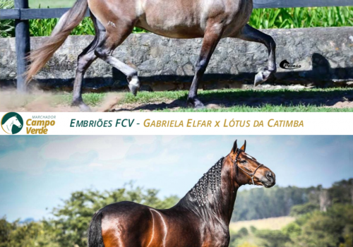 EMBRIOES-FCV-Gabriela-Elfar-x-Lótus-da-Catimba