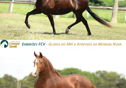 EMBRIOES-FCV-Glória-do-MH-x-Atrevido-da-Morada-Nova