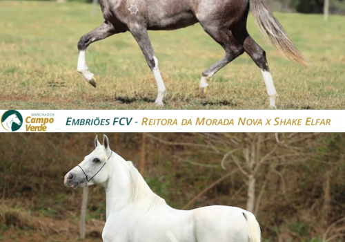 EMBRIOES-FCV-Reitora-da-Morada-Nova-x-Shake-Elfar
