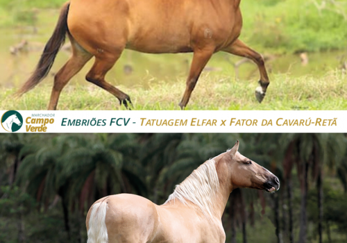 EMBRIOES-FCV-Tatuagem-Elfar-x-Fator-da-Cavarú-retã