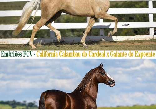 Embri├╡es-FCV-Calif├│rnia-Calambau-do-Cardeal-x-Galante-do-Expoente