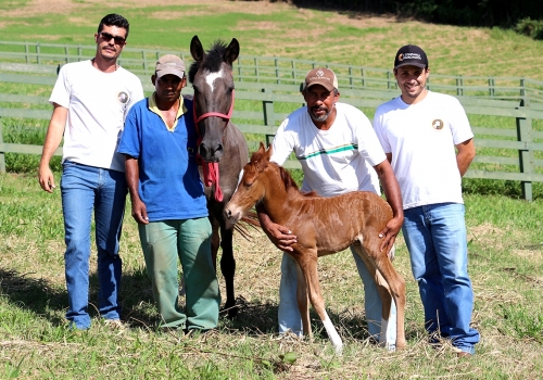 Mangalarga-marchador-fazenda-campo-verde-jarinu-6